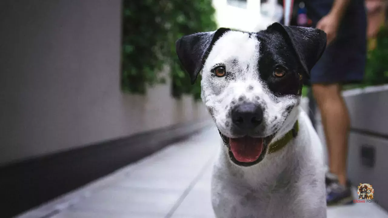 How Do Dogs Feel After a Stay in a Boarding Facility?